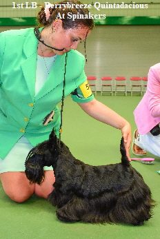 1st LB - Berrybreeze Quintadacious At Spinakers1