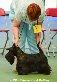 1st PD - Petmon Royal Ruffian1