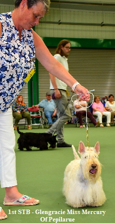 1st STB - Glengracie Miss Mercury Of Pepilarue